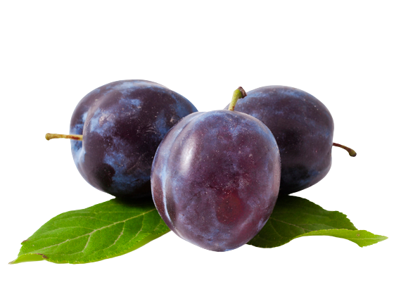 PLUMS