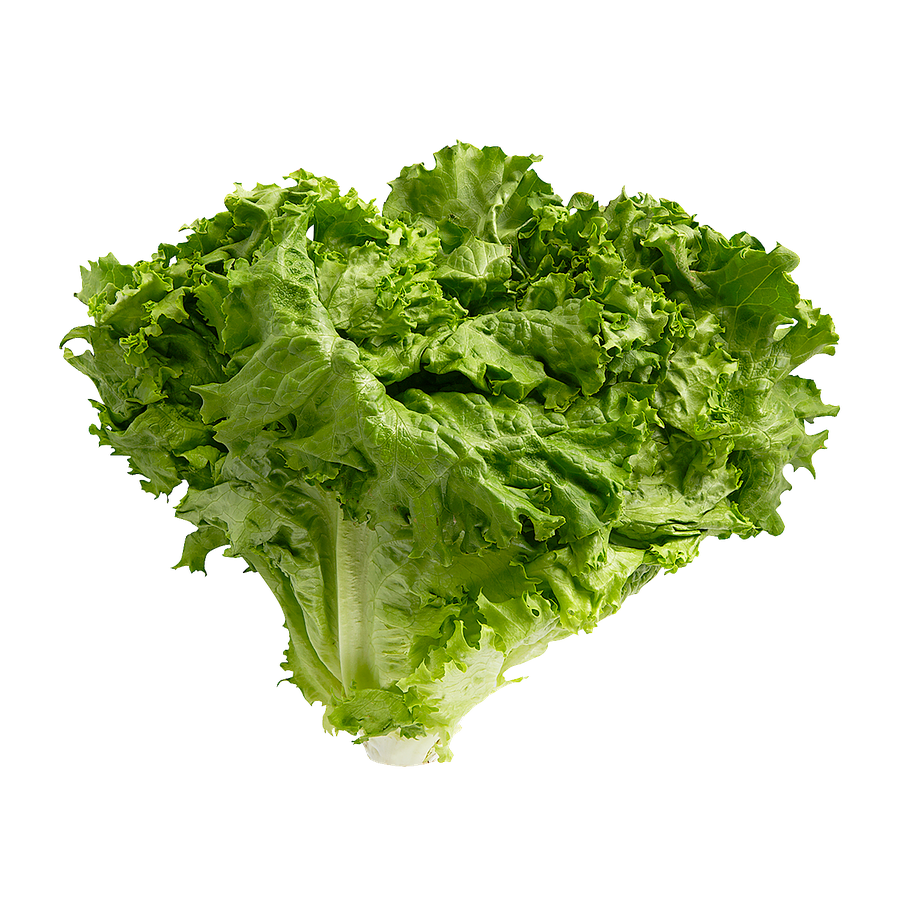 GREEN LEAF LETTUCE