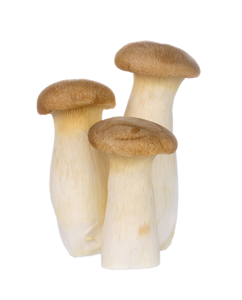 KING OYSTER MUSHROOM