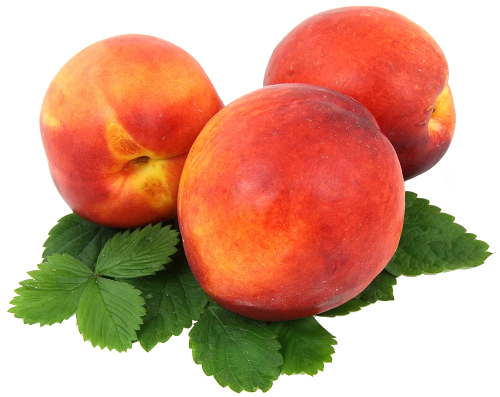 NECTARINES