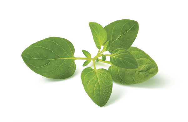 OREGANO