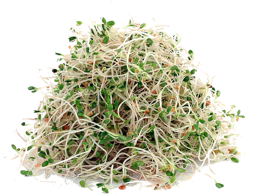 ALFALFA SPROUTS