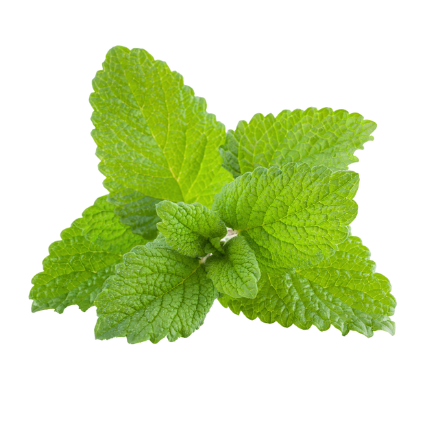 LEMON BALM