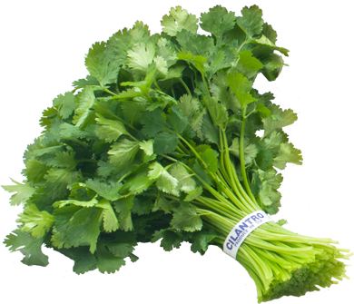 CILANTRO/CORIANDER