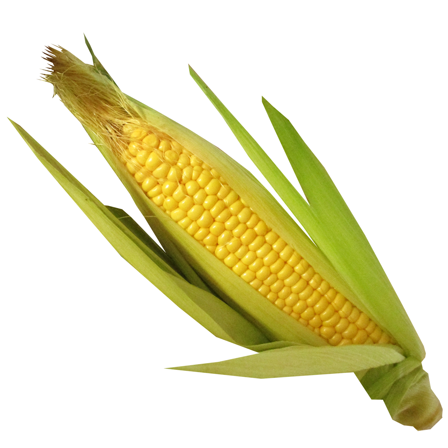 CORN