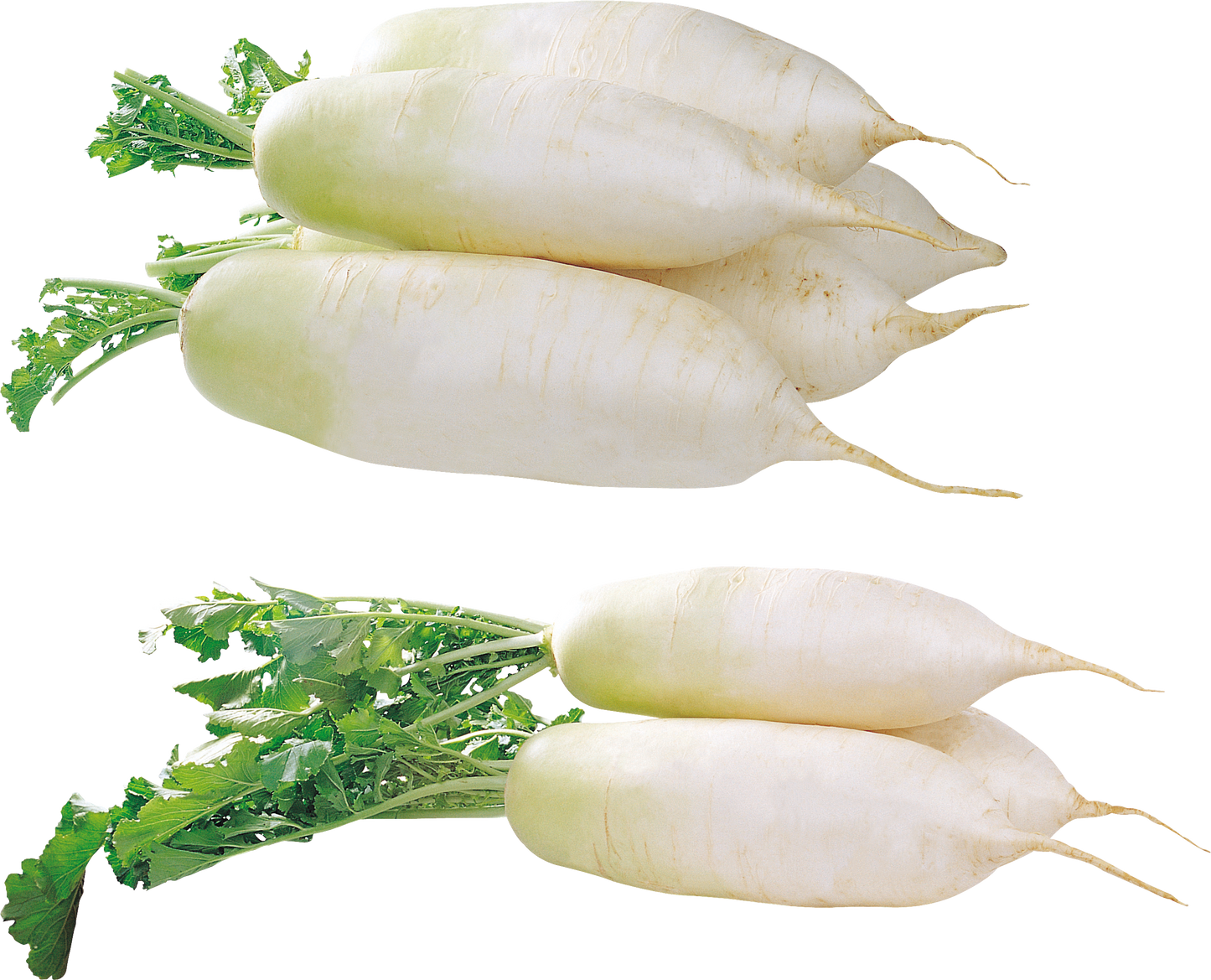 HORSERADISH