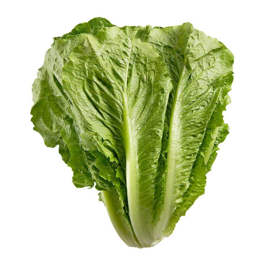 ROMAINE