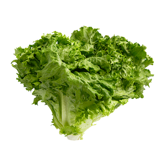 GREEN LEAF LETTUCE