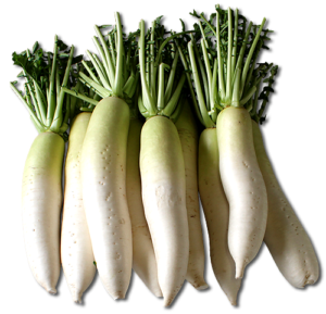 DAIKON RADISHES
