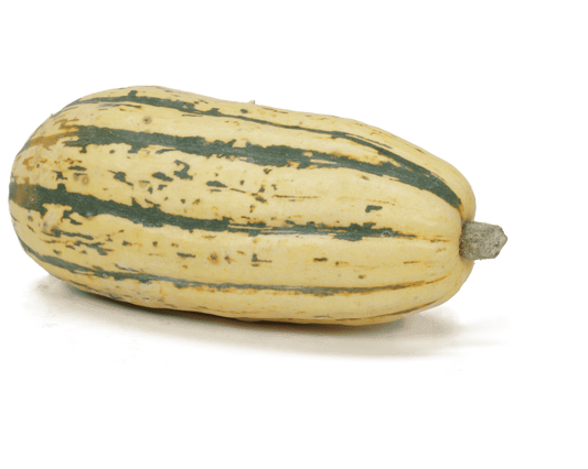 DELICATA SQUASH