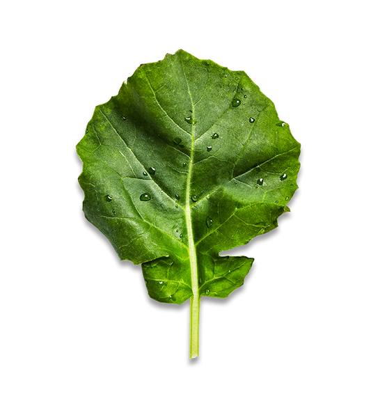 BABY KALE