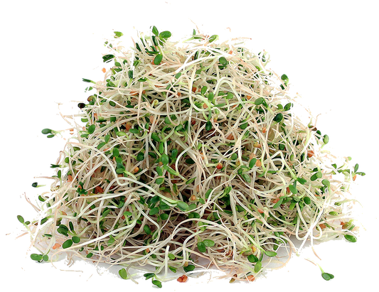 ALFALFA SPROUTS