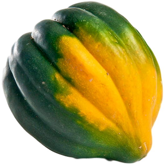 ACORN SQUASH