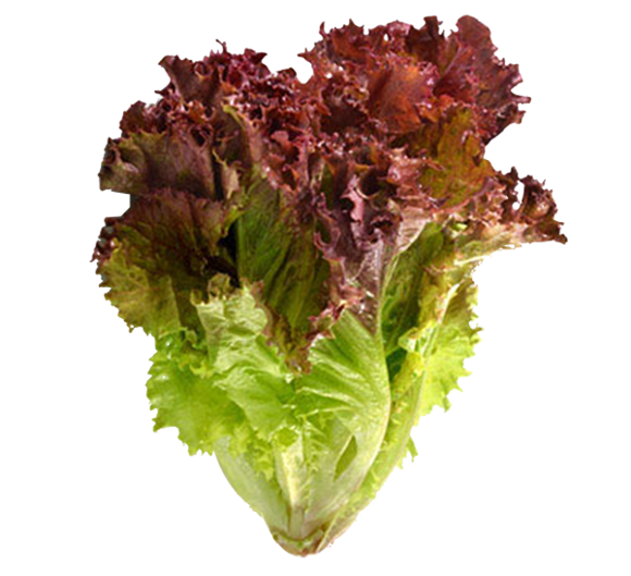 RED LEAF LETTUCE
