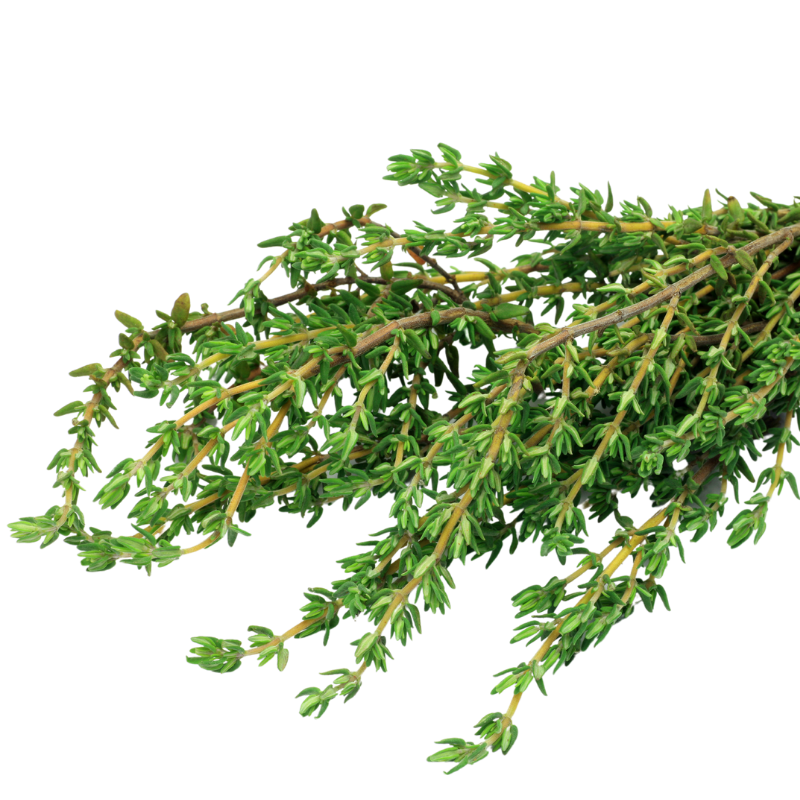 THYME