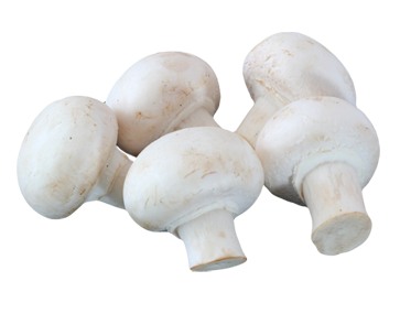 MUSHROOM WHITE