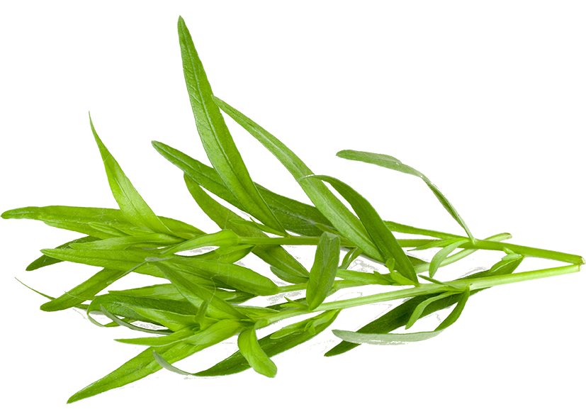 TARRAGON