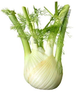 FENNEL