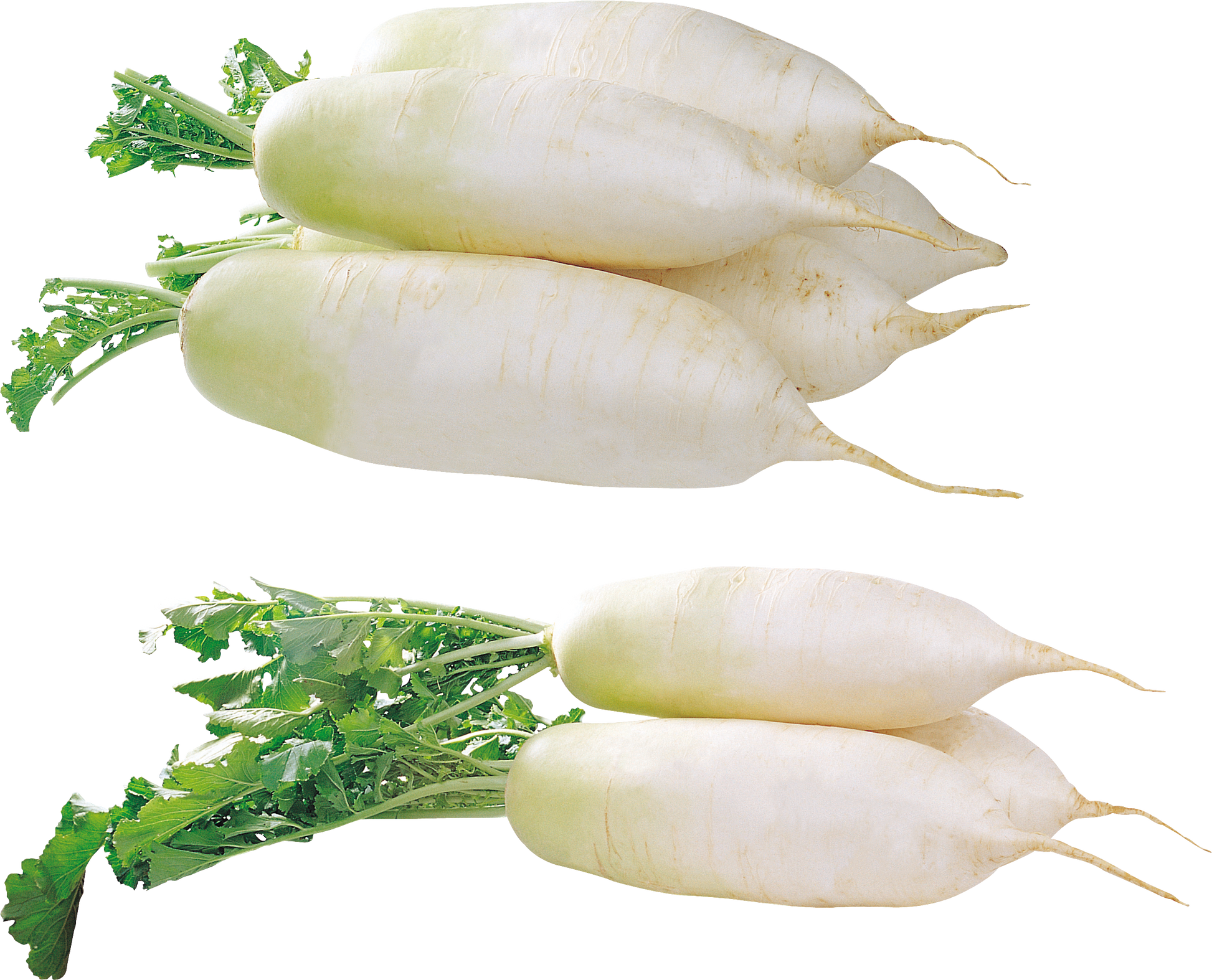 HORSERADISH